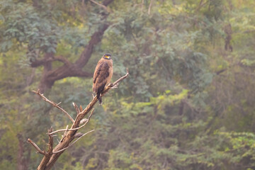 Crested serpent eagle on a perch