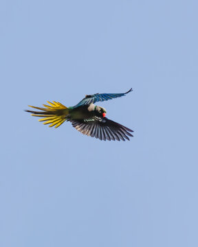Blue-winged parakeet in flight