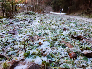 Sentiero nel bosco della valle scura sull'Altopiano di Asiago in Veneto, viaggi e paesaggi in Italia
