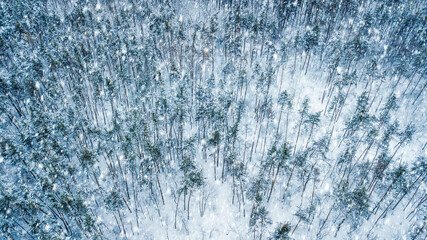 Obraz na płótnie Canvas Aerial view of evergreen Christmass forest from above. drone shot. natural winter background