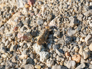 Oedipoda caerulescens | Criquet à ailes bleues ou Oedipode bleuâtre en provence de couleur brun gris aux ailes postérieures couleur bleu turquoise à l'envol