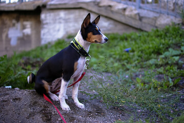 SONY DSC