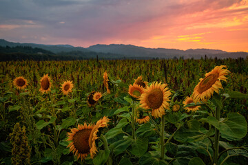 Sunflower Field at Sunset, Northern California, USA