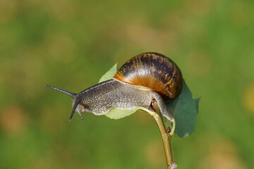 Garden snail (Cornu aspersum) crawling on a twig and leaf. Family land snails ( Helicidae). Summer, September, in a Dutch garden.