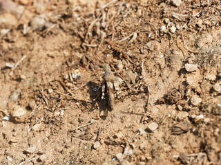 Oedipoda caerulescens | Criquet à ailes bleues ou Oedipode bleuâtre en provence de couleur brun gris aux ailes postérieures couleur bleu turquoise à l'envol