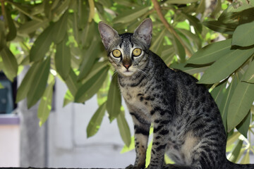 Closeup shot of a striped cat on a dark background