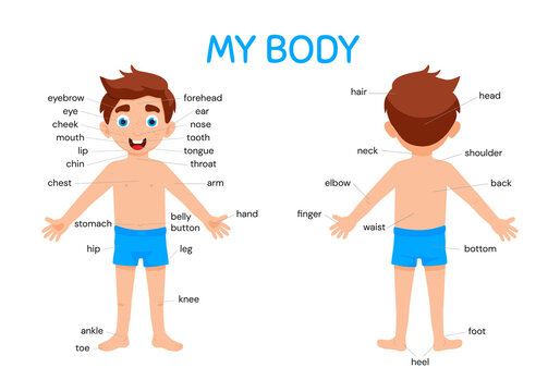 My body poster. Cute kid boy shows his body parts medical anatomy chart placard or poster flat style cartoon vector illustration isolated on white background.
