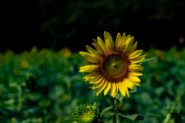 長崎鼻のヒマワリ