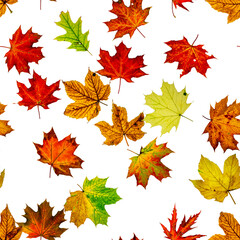 Autumn leaves white seamless pattern background. Colorful maple foliage. Season leaves fall background. Autumn yellow red, orange leaf isolated on white.