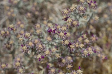 Spike like inflorescences of purple bloom on Dyebush, Psorothamnus Emoryi, Fabaceae, native hermaphroditic perennial subshrub in Joshua Tree National Park, Southern Mojave Desert, Springtime.