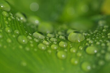 水滴の付いた葉