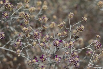 Spike like inflorescences of purple bloom on Dyebush, Psorothamnus Emoryi, Fabaceae, native hermaphroditic perennial subshrub in Joshua Tree National Park, Southern Mojave Desert, Springtime.
