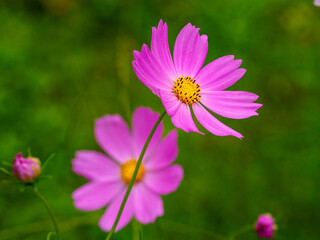 Obraz premium コスモス