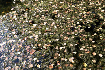 Background of lake mud, water and autumn leaves, close-up