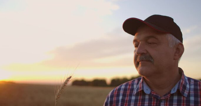 An elderly farmer man in a shirt and baseball cap stands in a field of cereal crops at sunset and looks at the spikes of wheat rejoicing and smiling at the good harvest. Happy elderly farmer at sunset