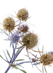Obraz premium thorny blue flower on white background