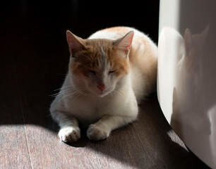 white cat with red spots on the background of abstract light