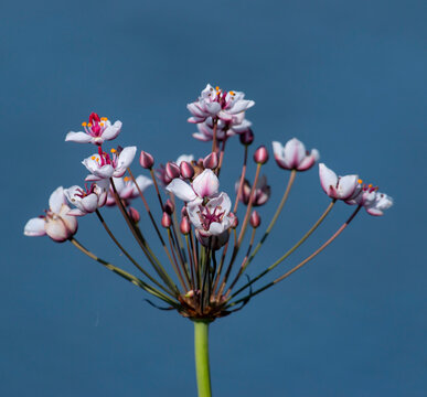 White Flower With Pink Spots On A Blue Background