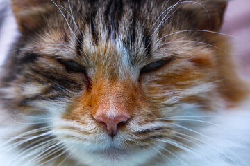 Tortoiseshell cat being lazy in the sun