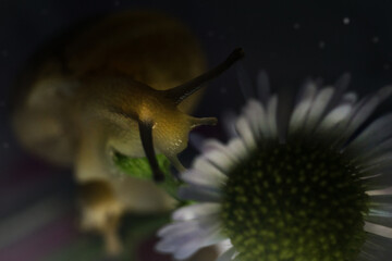 Close-up snail sitting on a flower in a bouquet