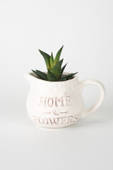 succulent on a white background