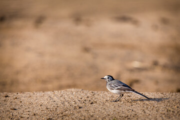white wagtail in nature park