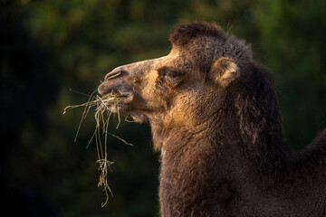 bipedal camel portrait in nature park