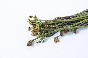 Fresh bracken on white background