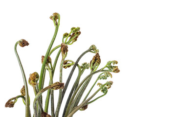 Fresh bracken on white background