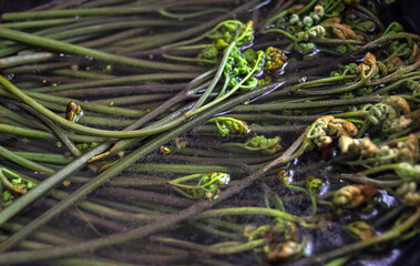 Fresh bracken