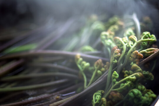 Fresh bracken