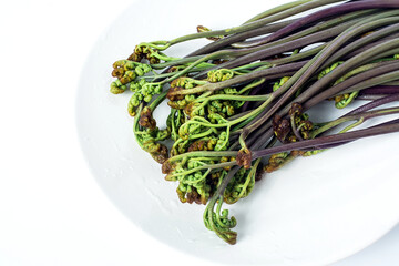 Fresh bracken on white background