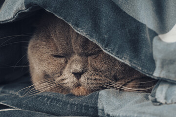 Cute Scottish Straight cat hiding under a blanket. Selective focus, close up