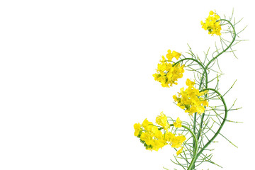 Fototapeta na wymiar Golden yellow rapeseed flowers on white background