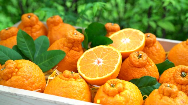 Orange fruit with orange slices and leaves in Wooden box, Dekopon orange or sumo mandarin tangerine with leaves in the garden.