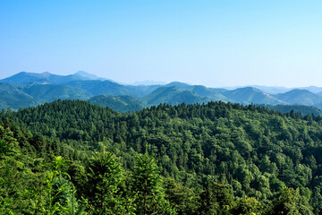Fototapeta na wymiar Forestry background material of undulating mountains/cedar forest field under blue sky