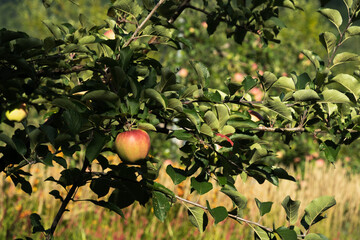 りんご園のイメージ  北海道札幌市