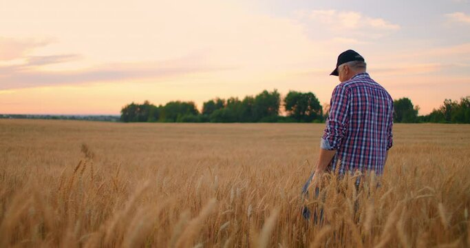 View from the back: An elderly male farmer walks through a wheat field at sunset. The camera follows the farmer walking on the rye field in slow motion