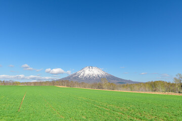 残雪の羊蹄山と牧草地の風景 / 北海道倶知安町