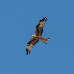 red kite (Milvus milvus) bird of prey in flight on blue sky
