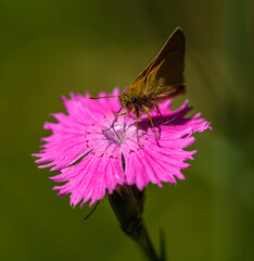 small skipper (Thymelicus sylvestris) butterfly on maiden pink (dianthus) flower