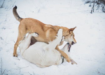 two dogs bite each other while playing in the field in winter