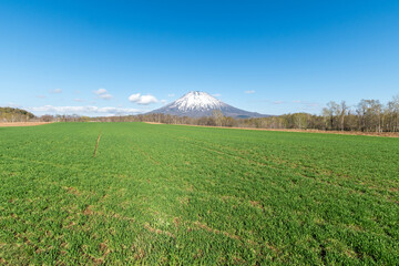 Fototapeta premium 初夏の羊蹄山と広大な畑のイメージ 北海道ニセコエリアの観光イメージ