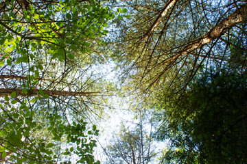 The crowns of trees are mixed summer forest. View from below to the sky