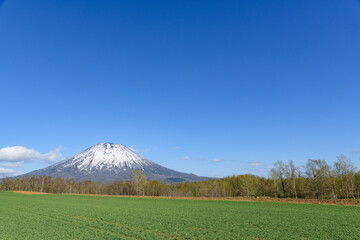 初夏の羊蹄山  北海道ニセコエリア