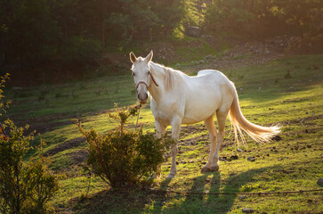 white horse grazing on pasture at sundown in orange sunny beams. Beauty world.