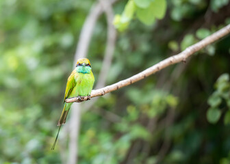 Bee-Eater bird (lat. Merops Orientalis Ceylonicus) in Udawalawe National Park on the island of Sri Lanka