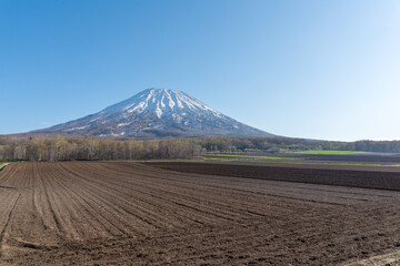 Fototapeta premium 初夏の羊蹄山 北海道ニセコエリア