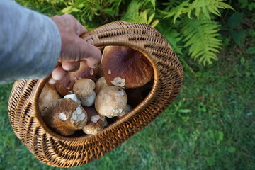 mushroom picking with a basket