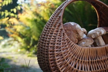 basket full of mushrooms

